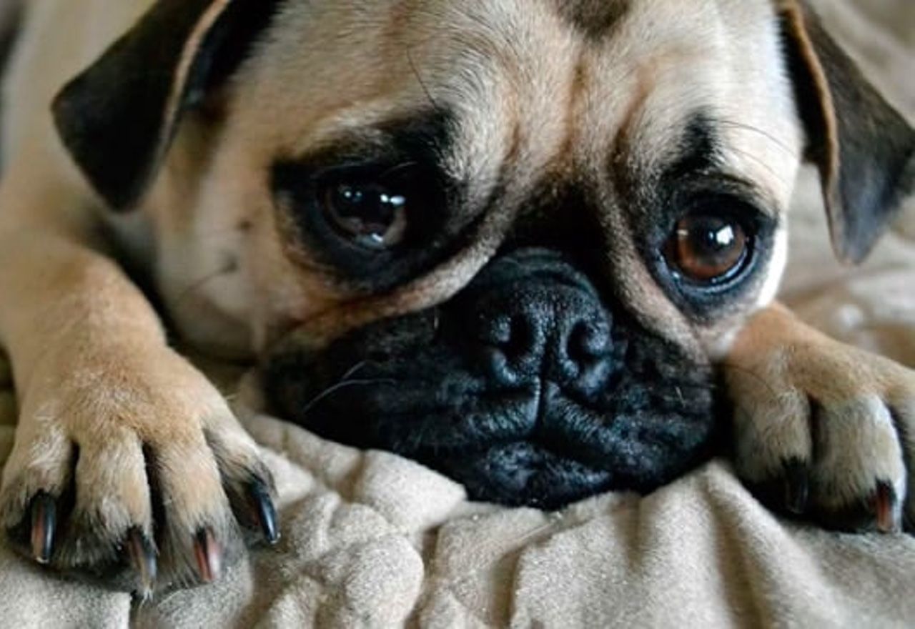 ¡¡¡Desolador!!!: La reacción de este perro tras darse cuenta de que lo han abandonado te partirá el alma