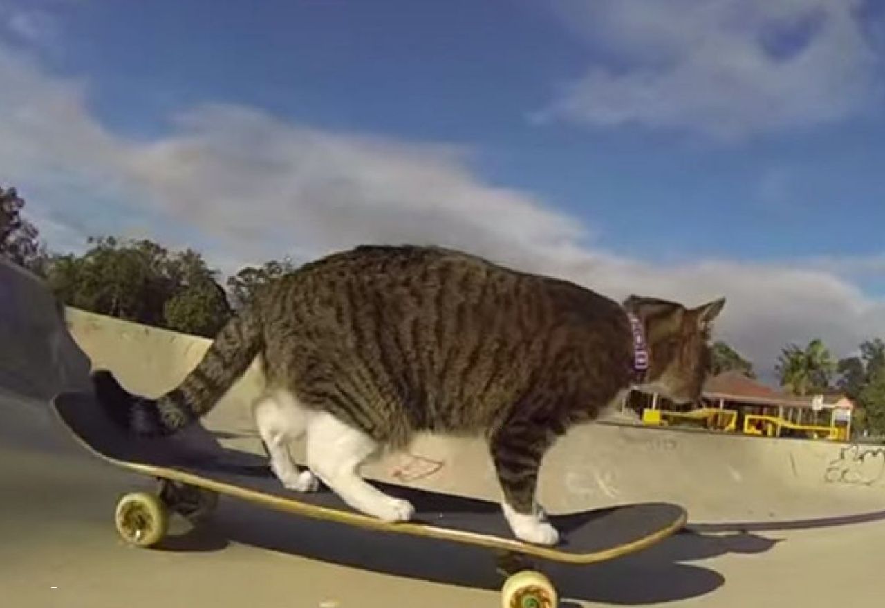 video-conoce-al-gato-skater-mas-profesional-de-todos-los-tiempos