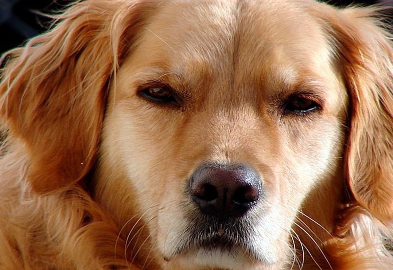 Vídeo: No pararás de reír al ver la cara de este perro cuando su dueño le trolea