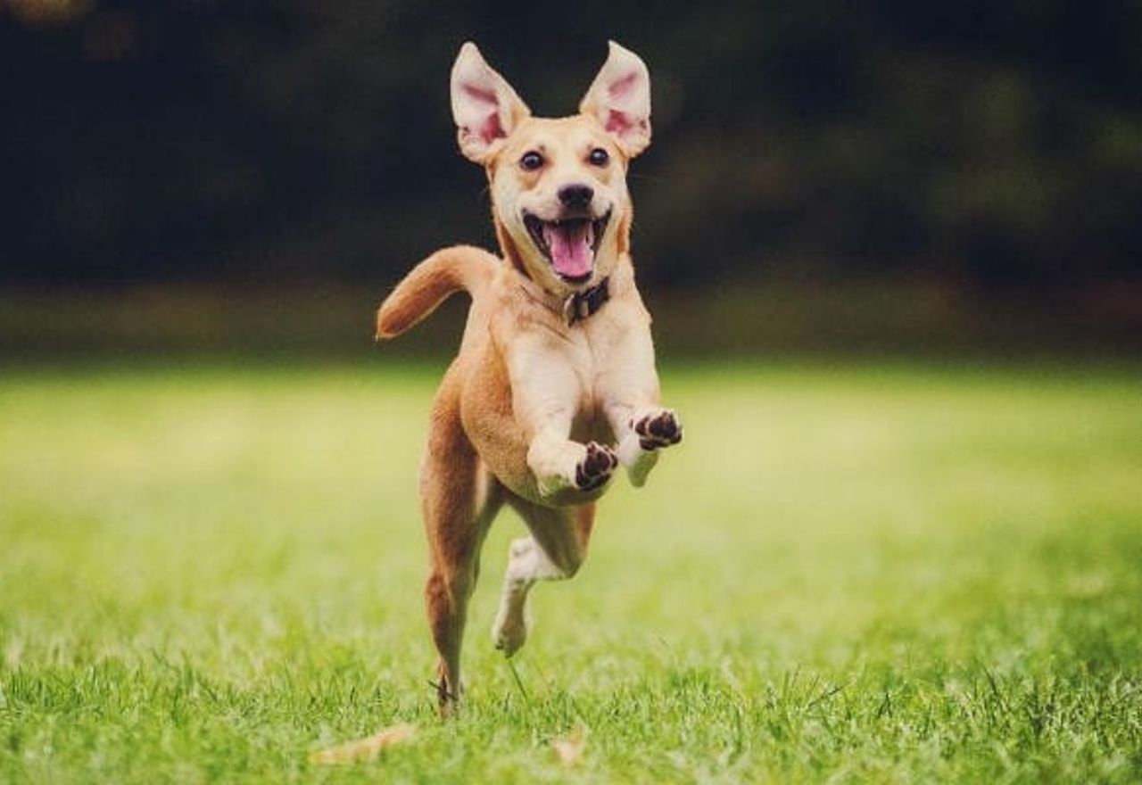 Vídeo Viral: Conoce al perro más bailongo de todo Internet