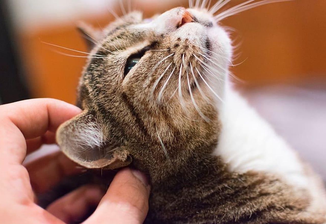 Vídeo: Este es el gato más cariñoso del mundo