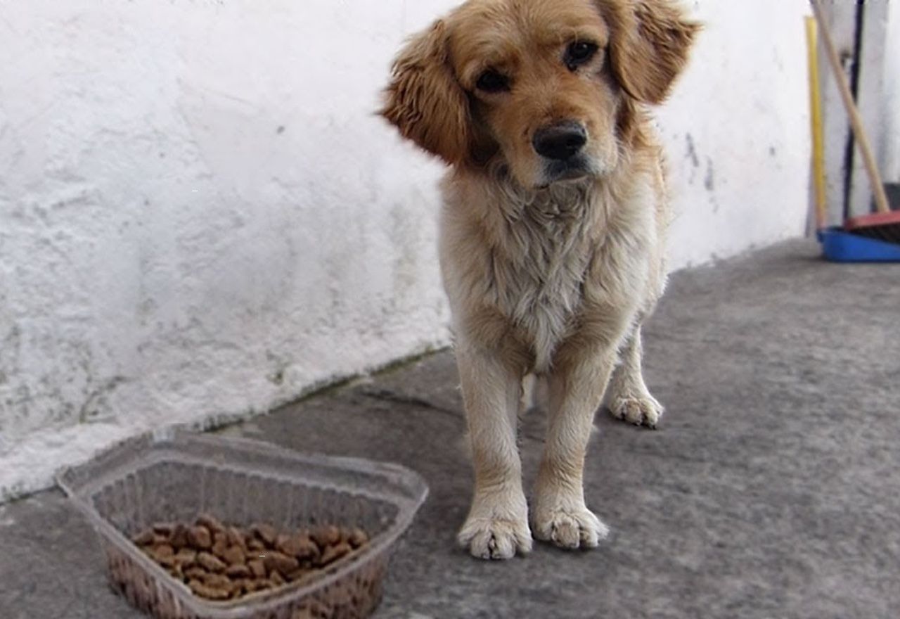 ¡¡¡Emocionante!!!: Descubre la reacción de este perro callejero cuando le llevan una bandeja de comida