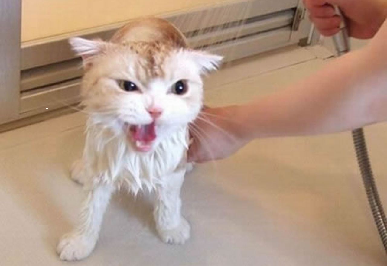 Vídeo: No pararás de reír al ver la reacción de este gato cuando lo duchan
