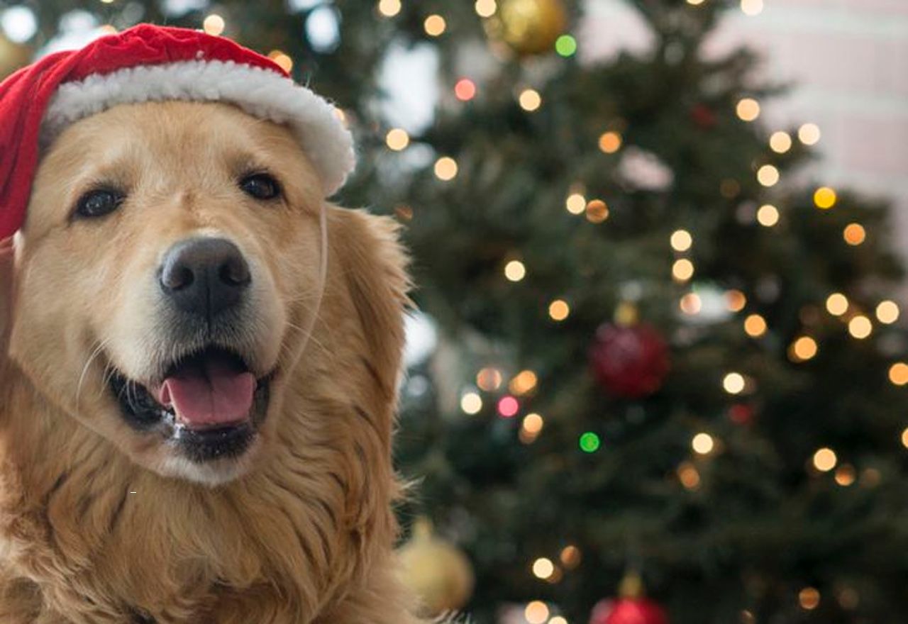 Vídeo: Conoce al perro más navideño del mundo