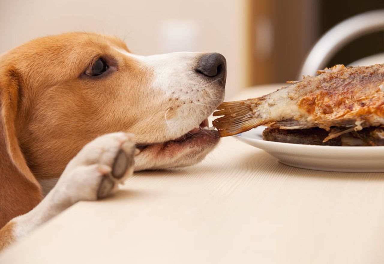 Vídeo: La estrategia de este perro para robar comida a sus dueños te sorprenderá