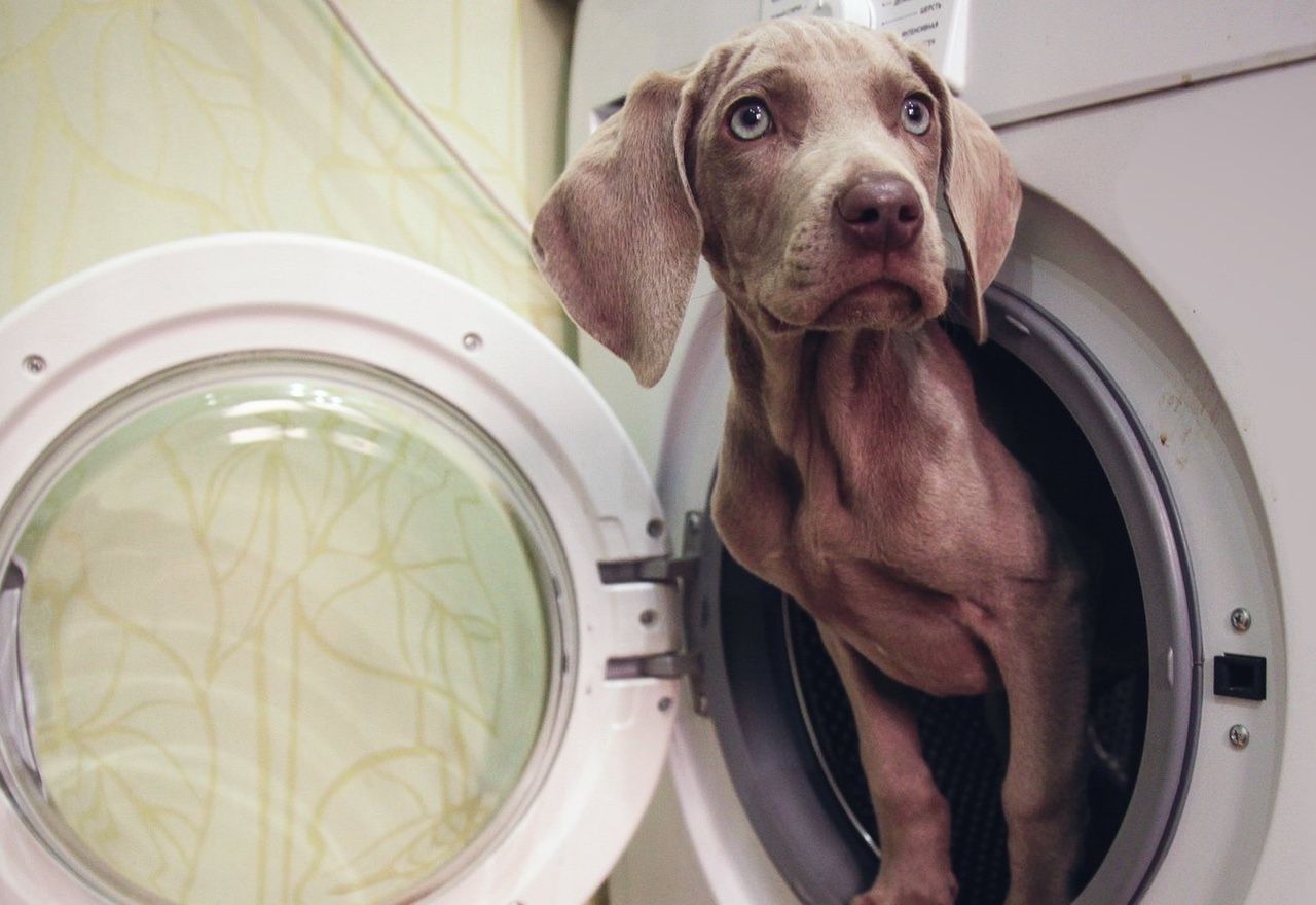 Vídeo: Observa cómo estos perros ayudan y defienden a su dueña mientras lava la ropa