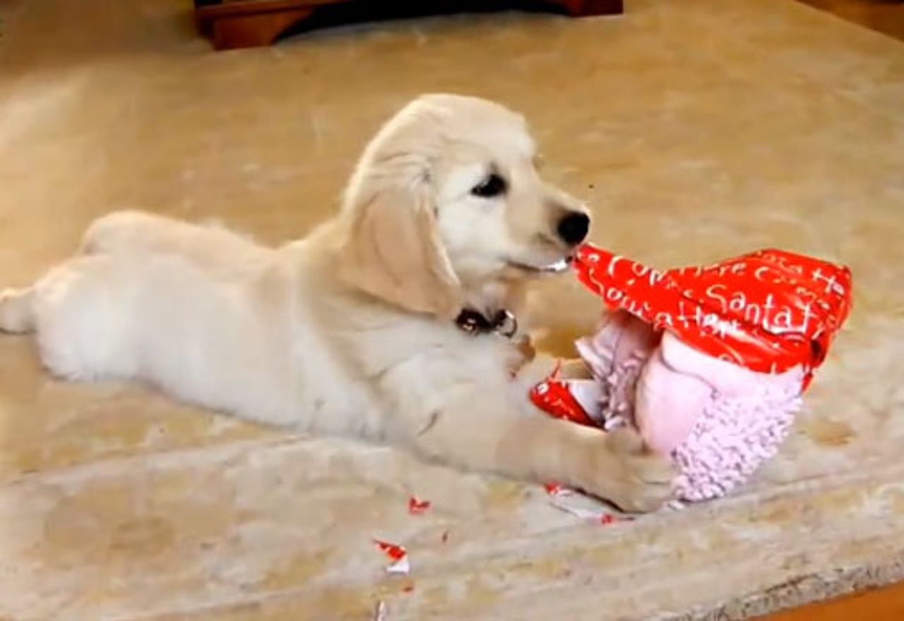 video-descubre-la-reaccion-de-este-perro-al-abrir-sus-regalos-de-navidad