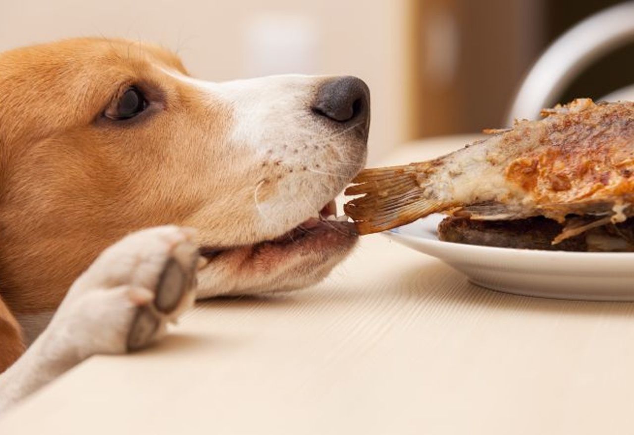 Vídeo: Observa la alegría de este perro callejero tras conseguir un poco de comida