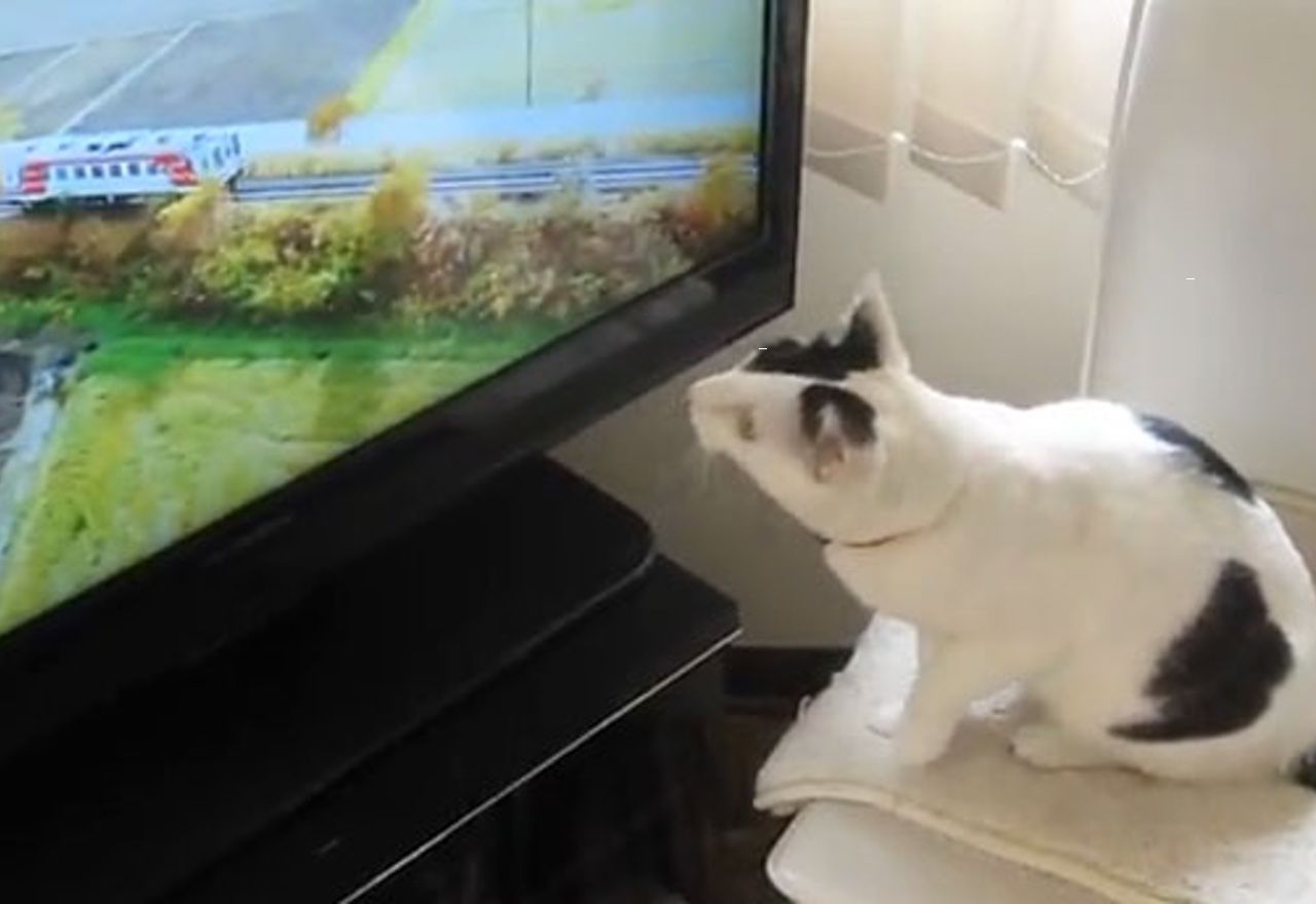 Vídeo: No pararás de reír al ver el gran traspiés que tiene este gato