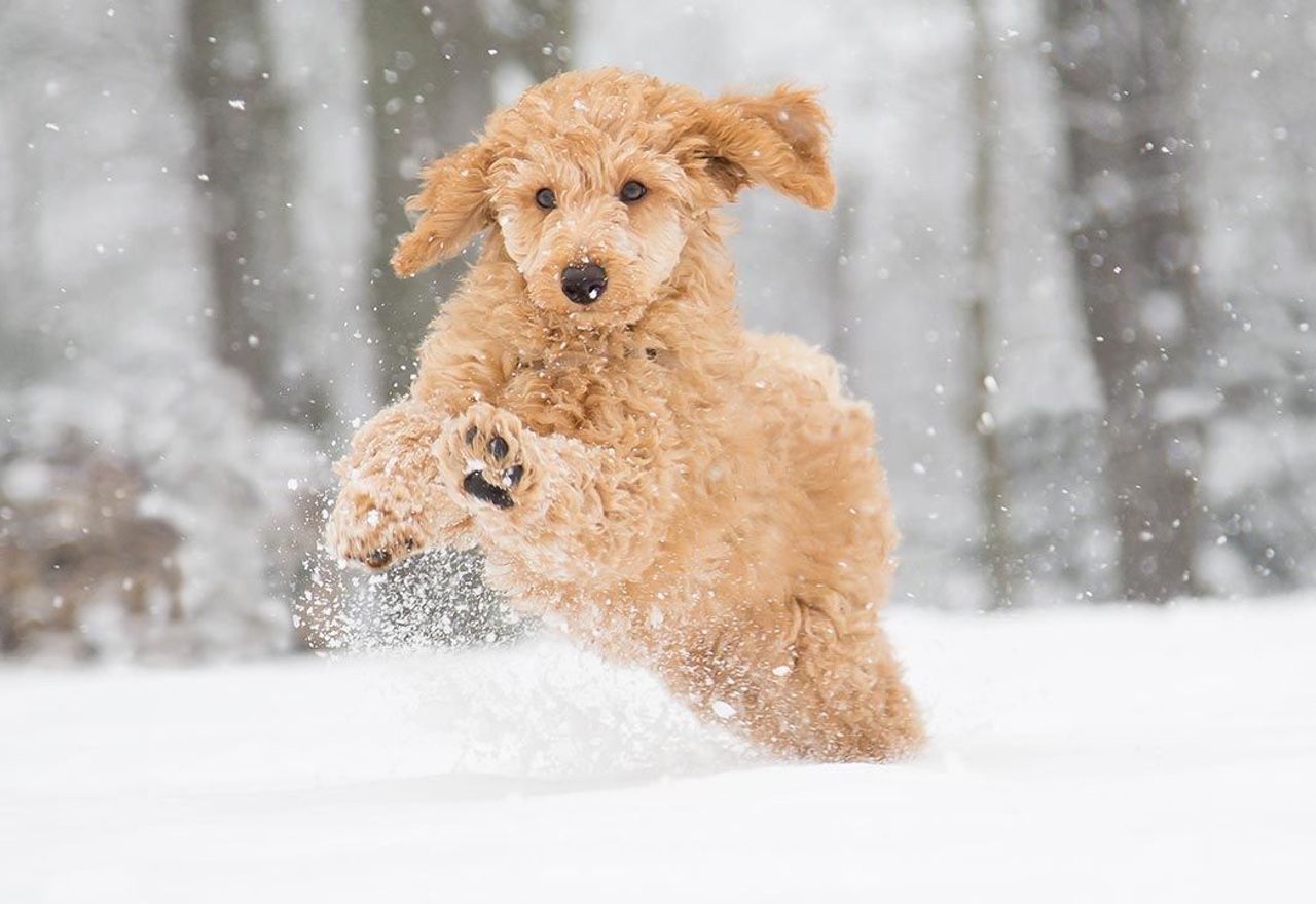 Vídeo: Morirás de la risa al ver la reacción de este perro cuando hay varios centímetros de nieve en el exterior