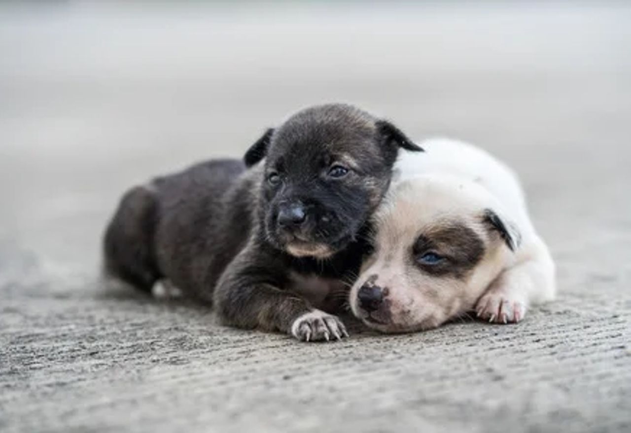 ¡¡¡Increíble!!!: Conoce el tenso y emocionante rescate de estos cachorros callejeros