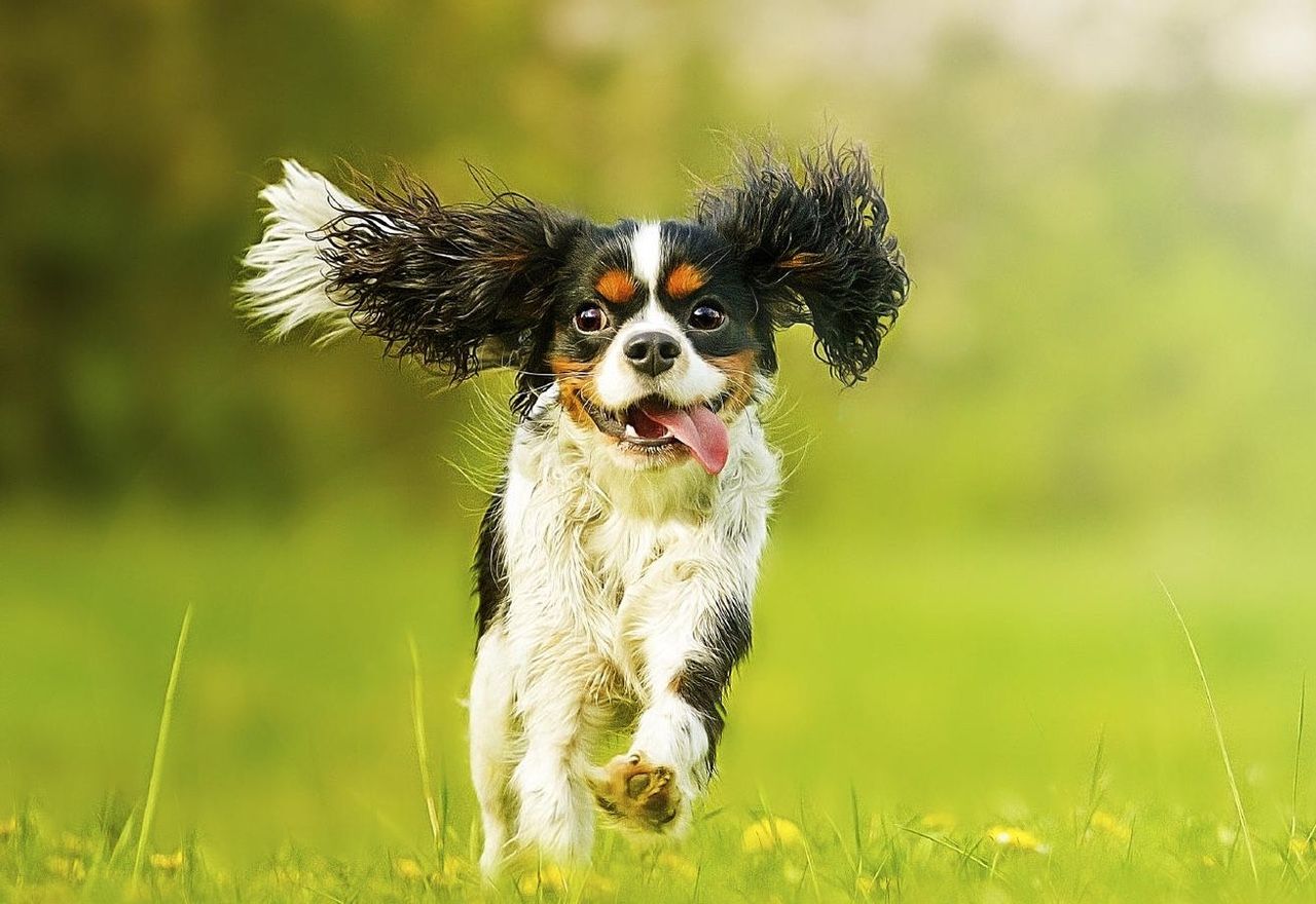Vídeo: No pararás de reír al ver los brincos de felicidad de este perro