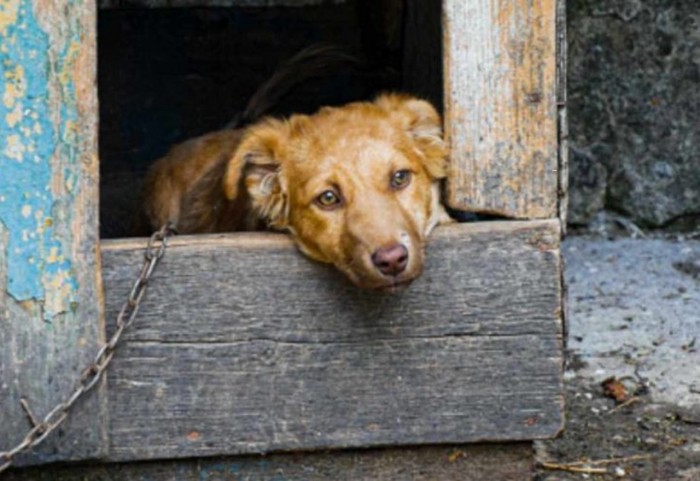 Vídeo: Imposible no emocionarse al ver cómo rescatan a este perrito callejero