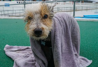 video-descubre-como-este-perro-salva-a-su-mejor-amigo-de-que-muera-ahogado-en-una-inundacion