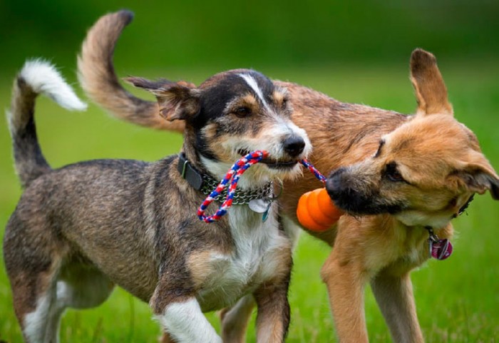 Vídeo: Morirás de amor al ver cómo se divierten estos perretes con un globo