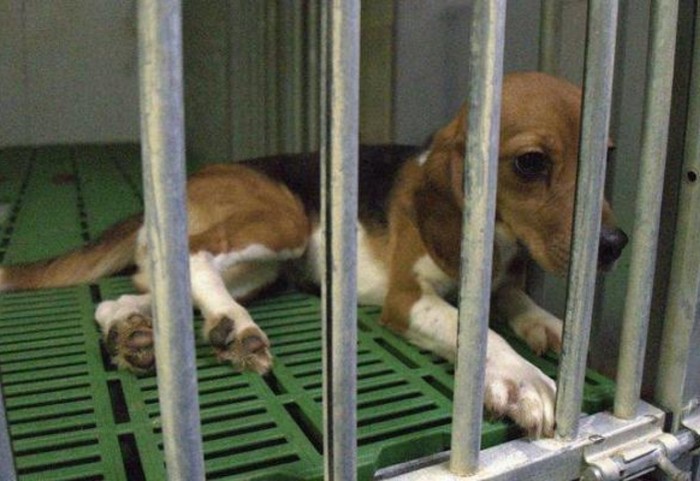 Conoce el movimiento 'Free Beagles Vivotecnia' para salvar a 38 perros del sacrificio