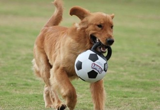 video-un-perro-se-cuela-en-mitad-de-un-partido-y-termina-marcando-un-gol