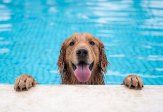 Vídeo: No pararás de reír al ver cómo este perro le hace una ahogadilla a su dueño en la piscina