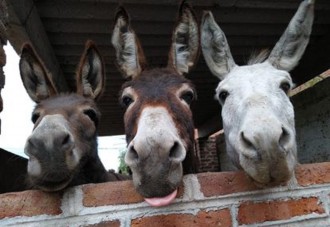 7-curiosidades-sobre-los-burros-que-te-dejaran-boquiabierto