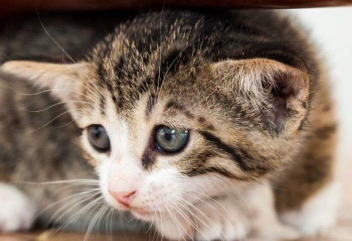Vídeo: Morirás de amor al ver cómo reacciona este gato cuando su dueño le da un susto