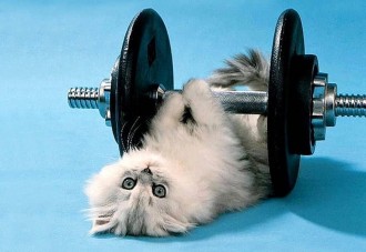 video-conoce-al-gato-fitness-mas-profesional-de-todos-los-tiempos