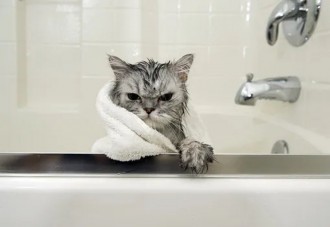 ¡¡¡Increíble!!!: Te quedarás alucinado al conocer al primer gato que no le tiene miedo a la ducha