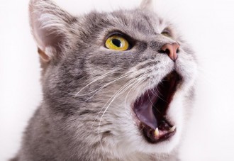 Vídeo: Conoce al mejor imitador versión felina del sonido de las sirenas