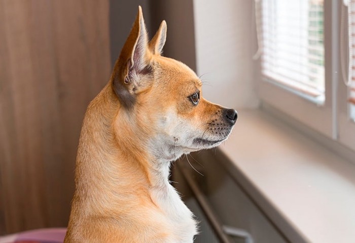 Vídeo: Descubre la reacción de este perrete cuando tiene una visita en casa
