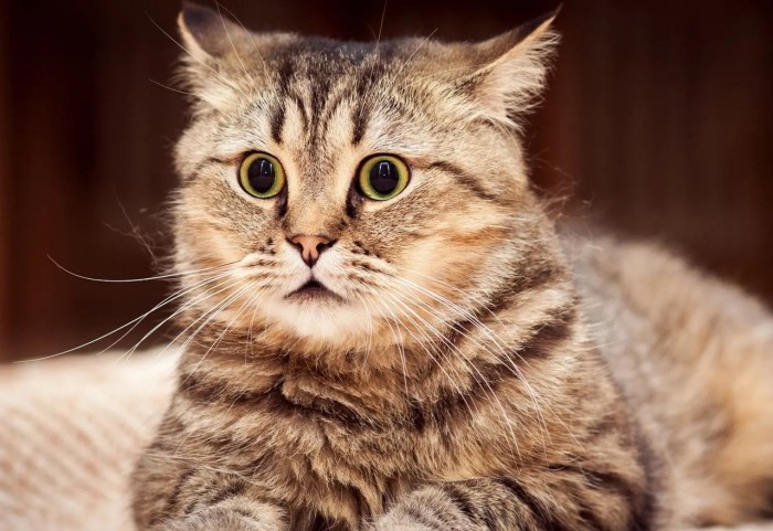 Vídeo: No podrás parar de reír al ver cómo reaccionan estos gatos al ver a sus dueños con cara felina