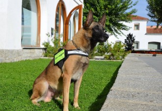 Vídeo: Conoce al perro policía más valiente del planeta