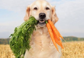 Vídeo: Conoce al veggie dog más entusiasta de todos los tiempos