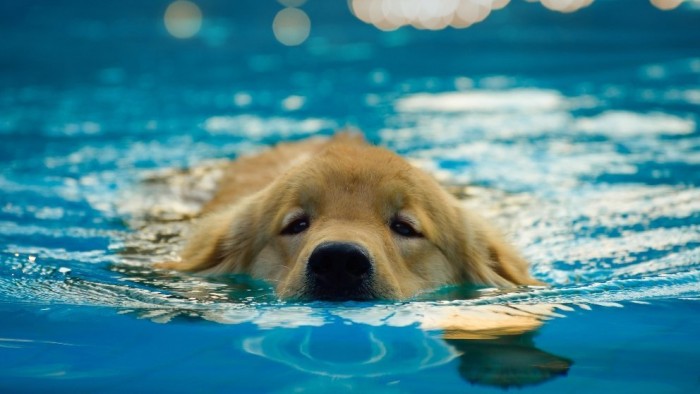 Vídeo: Morirás de amor al ver a este perrete practicando en clases de natación