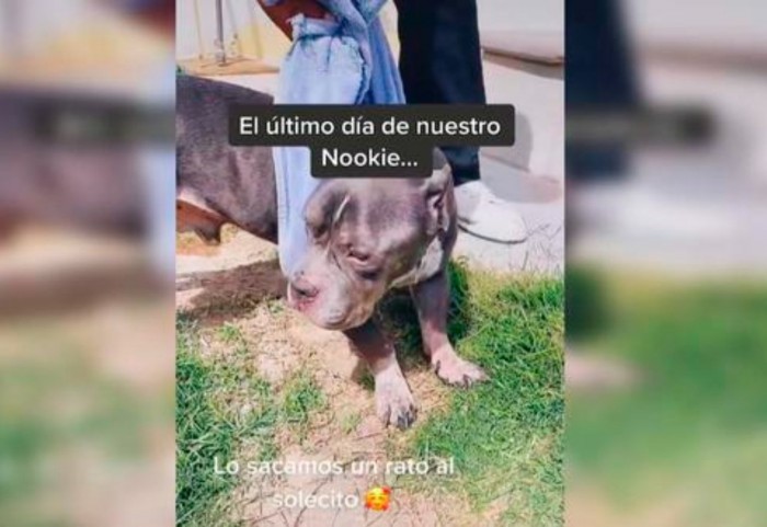 El última día de Nookie: una usuaria de TikTok conmueve al mundo compartiendo las últimas horas con su perro