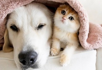 gatito-criado-con-perros-y-quiere-hacer-lo-mismo-que-ellos