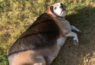 Wolfang, el beagle obeso