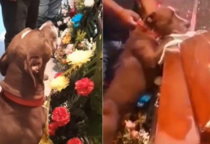 El sobrecogedor vídeo de un perro despidiéndose de su dueña en un funeral