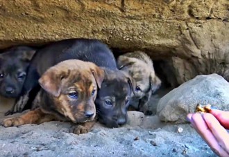 cachorritos-abandonados-en-una-cueva-para-llorar-pero