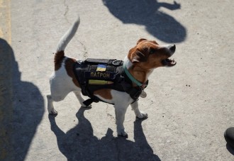 Así trabaja Patrón, el perro ucraniano condecorado por detectar bombas