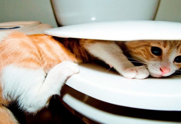 ¿Por qué los gatos entierran sus excrementos?