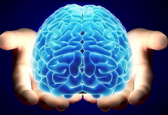 ¿Qué relación hay entre la inteligencia y el tamaño del cerebro?