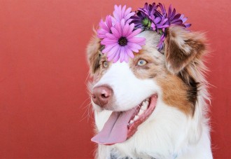 Las mejores formas de hacer feliz a tu perro