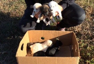Cachorritos abandonados en medio del campo, en una caja de cartón