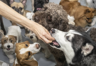 Un estudio explica cómo nos manipulan nuestros perros con los ojos y con sus gestos