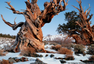 ¿Cuántos años tiene el árbol más viejo del mundo?