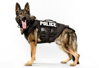 como-adoptar-a-un-perro-policia-jubilado