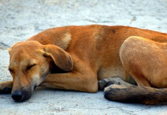 Todas las historias de abandonos de perros nos conmueven, pero la de Oscar no es la típica