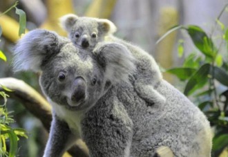 corren-peligro-de-extincion-los-koalas