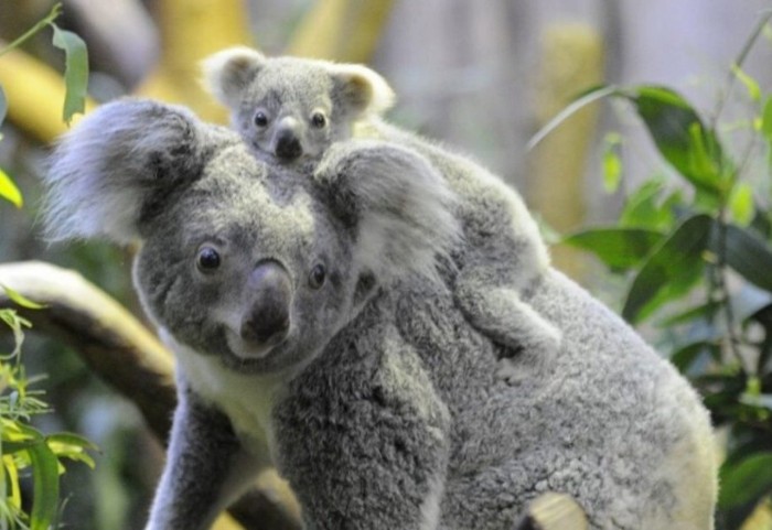 ¿Corren peligro de extinción los koalas?