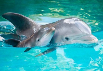 ¿Los delfines se ponen nombres ente ellos?