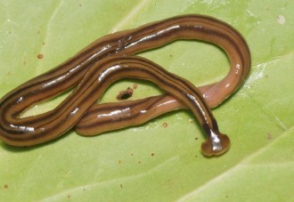 ¿Qué es el gusano de Guinea o Dracunculiasis?